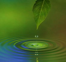 About Me. Library Image: Leaf and Water